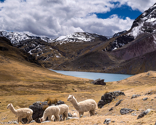 ausangate-trek-lake-alpacas